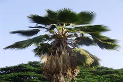 Pritchardia pacifica